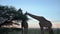 Two Giraffes eating acacia tree at sunset in savannah of Etosha, Namibia