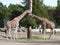Two giraffes eating leaves