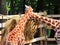 Two giraffes feeding