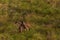 Two giraffes fighting for mating privileges in National Reserve in Africa.