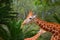 Two giraffes with forest in the background at the chapultepec zoo, mexico city. VI