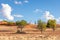 Two giraffes  Giraffa Camelopardalis standing on the horizon, Kalahari desert, Namibia.