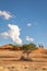 Two giraffes Giraffa Camelopardalis standing on the horizon, Kalahari desert, Namibia.