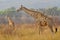 Two giraffes Giraffa in Waterberg Plateau Park a national park in central Namibia