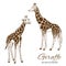 Two giraffes hand drawn vector illustration