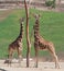 Two Giraffes having mid day meal