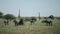 Two giraffes and a herd of zebras walk along the savannah. Back view