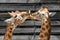 Two giraffes kissing