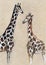 Two giraffes on a light background. The drawing on a cardboard, colored pencils