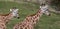 Two giraffes looking in the same direction, photographed in Port Lympne Safari Park at Ashford, Kent, UK