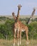 Two Giraffes looking on Savanna Kenya