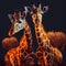 Two giraffes in lovely warm colors giraffe heads at night