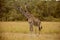 Two giraffes in Masai Mara