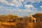 Two giraffes near the forest, Drakensberg Mountains in the background . Green vegetation with big animals. Wildlife scene from