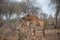 Two giraffes necking and fighting in the Kruger National Park