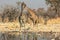 Two giraffes at pool