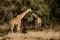 Two giraffes in Quiet Conversation