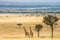 Two giraffes in savanna. Kenya. Tanzania. East Africa.