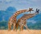 Two giraffes in savanna. Kenya. Tanzania. East Africa.