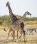 Two giraffes in savannah with zebras. Kenya. Tanzania. East Africa.