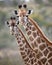 Two giraffes side-by-side looking at the camera.