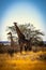 two giraffes stand in the middle of a field: Namibia