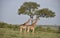 Two Giraffes Stand Together Under Tree in Masai Mara