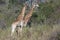 Two giraffes standing in tall brush