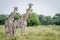 Two Giraffes starring at the camera.