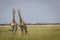 Two Giraffes starring at the camera in the Chobe National Park,