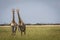 Two Giraffes starring at the camera in the Chobe National Park,