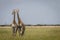 Two Giraffes starring at the camera in the Chobe National Park,