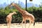 Two Giraffes @ Taronga Zoo Sydney