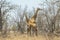 Two giraffes together in Kruger Park