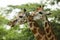 Two giraffes under the rain safari auto park in Guatemala. Giraffa camelopardalis