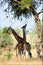 Two giraffes under a tree.