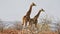 Two giraffes in the vast desert of Damaraland near Palmwag