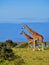 Two Giraffes Walking Along Lake in Africa Wildlife Sanctuary