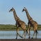 Two Giraffes walking by a river, Serengeti