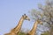 Two giraffes walking in savannah, in Kruger Park, South Africa