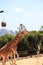 Two Giraffes walking side by side @ Taronga Zoo Sydney