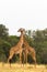Two giraffes. War in the Savanna. Masai Mara.