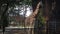 Two giraffes at a zoo in Asia are enjoying lunch