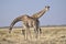 Two girafs performing for a lovely picture in Etosha NAtionalpark.