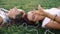 Two girlfriends / sisters are lying on the grass, listening to music on headphones. Two brunettes lie on the grass in the park,