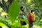 Two girls Asian women with traditional clothing stand in the rainforest.