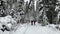 Two girls in a black and red jacket are skiing in winter in a forest.