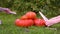 Two girls light candles on Halloween orange pumpkin. Pile of different sized orange pumpkins in the market lies on green grass on