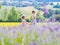 Two girls sister sit between lavender fields in Provence. Violet lavender fields blooming in summer sunlight. Sea of Lilac Flowers