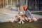 Two girls wallking in a park with a little dog